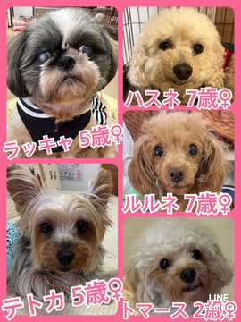 🐾今日の里親様募集中ワンコ🐶メンバーです🐾2023,6,30【保護犬カフェ天神橋店】